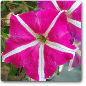 Petunia (Pink With White Strip) - Plant ( Buy 1 Get 1 Free )
